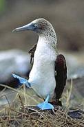 Galapagos Wildlife